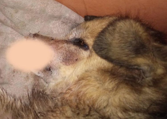 Гулял без намордника: в Одесской области бойцовский пес откусил нос маленькой собачке