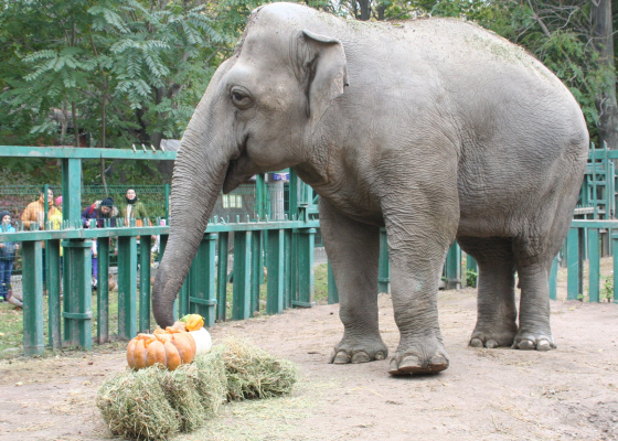 ������ ���������, ��������� �������� �������� �&nbsp;��������� ����: ������� �&nbsp;������� ��������� ��������� �������� 