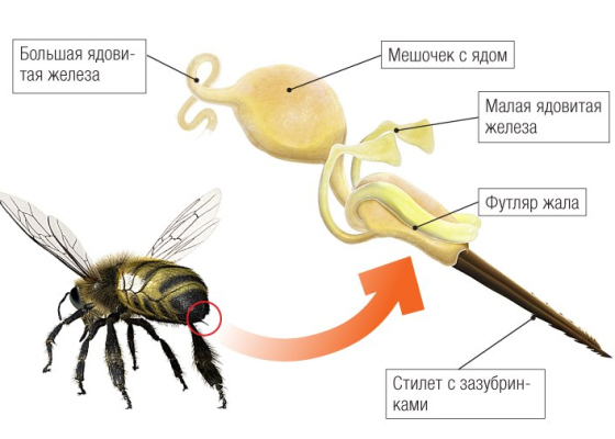Победа под покровом ночи: украинские боевые пчелы обезвредили три десятка оккупантов