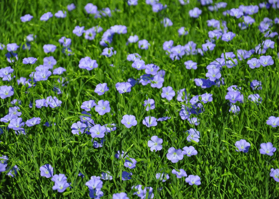 �� ��� �������� ������� ������ ������������ ��� (����) 