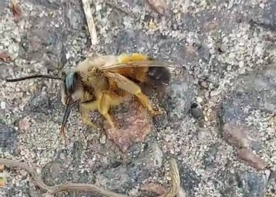 ������� �&nbsp;�����������: �&nbsp;����������� ������ ������ ������� ������ ����� (�����) 