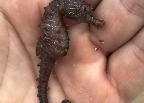 Не мертвые, а спящие: одесское побережье покрыли сотни краснокнижных морских коньков (фото, видео)