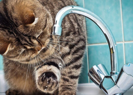 ��������� ����������: ���&nbsp;����� �&nbsp;������ ������� ��������� ���&nbsp;���� &nbsp;