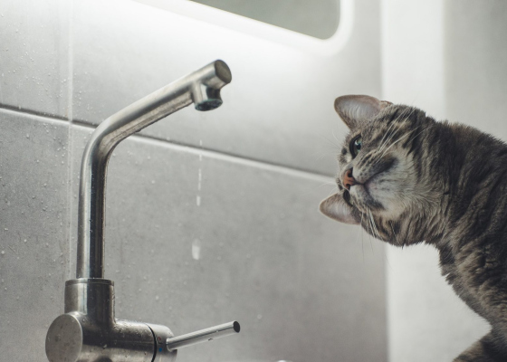 ��� ������ ������ � ��������� �������� ��� ���� 