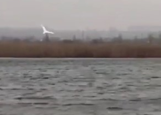 В Одесской области патрульный спас лебедя (видео)